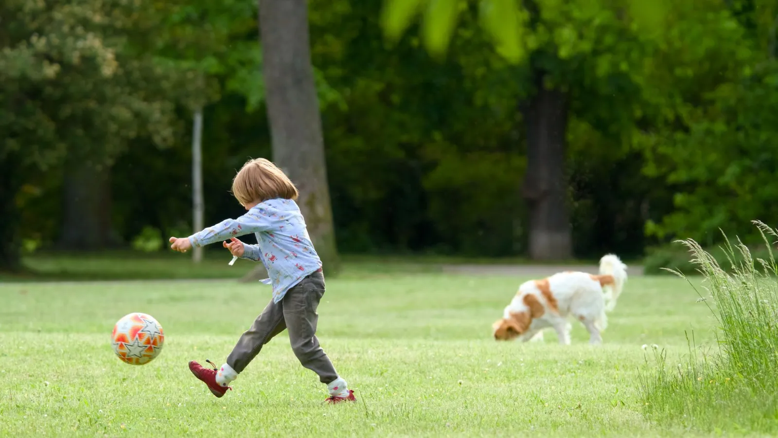 Dog Bite Safety for Children: Prevention Tips for Families and What to Do If a Bite Happens